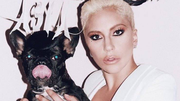 Tutte le curiosità su Miss Asia, Koji e Gustav, i cani di Lady Gaga Lady Gaga cani
