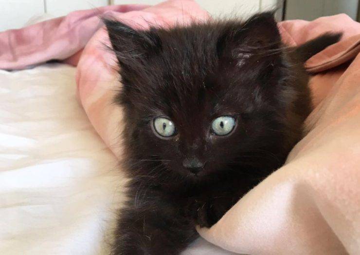 Mirto, il gatto di Francesco Oppini
