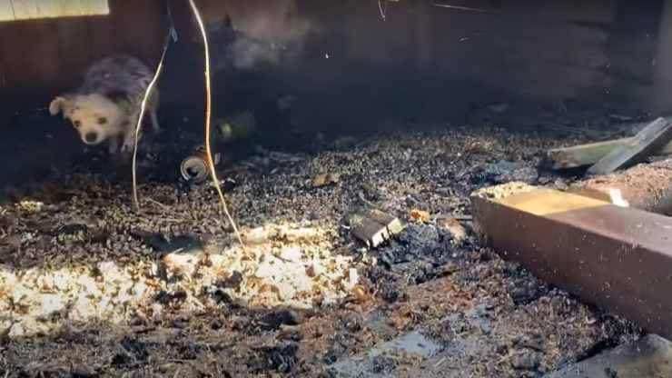 cane incendio abitazione vigili fuoco