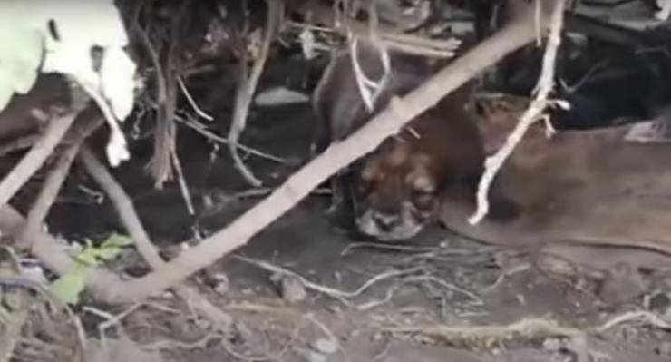 padrone partorire cane cespuglio non sporcare casa