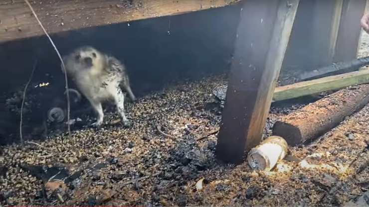 cane casa fiamme salvato pompieri
