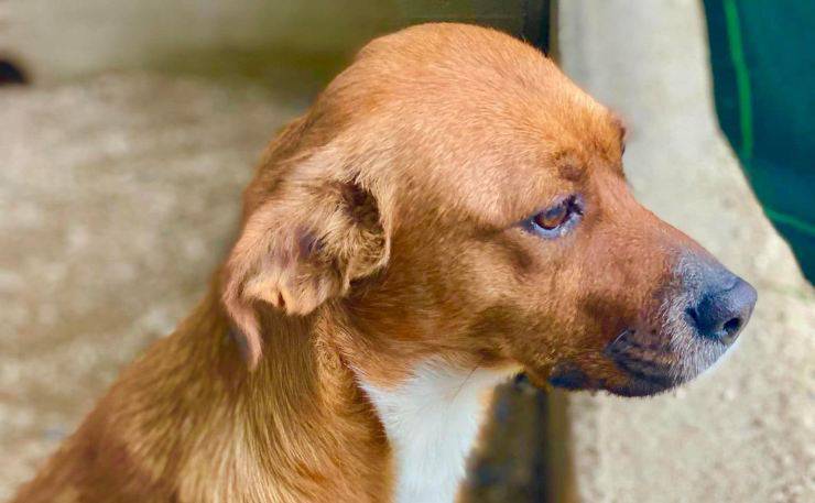 Lo sguardo triste della cagnolina (Foto Facebook)