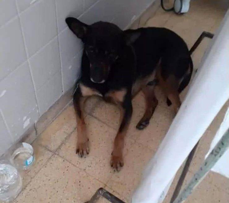 cane cachito padrone ospedale