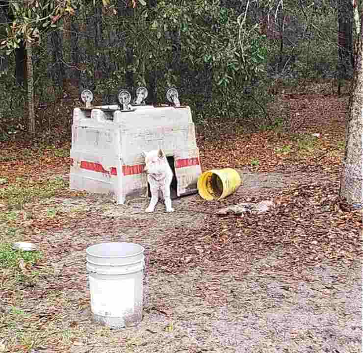 Cane incatenato cassonetto capovolto