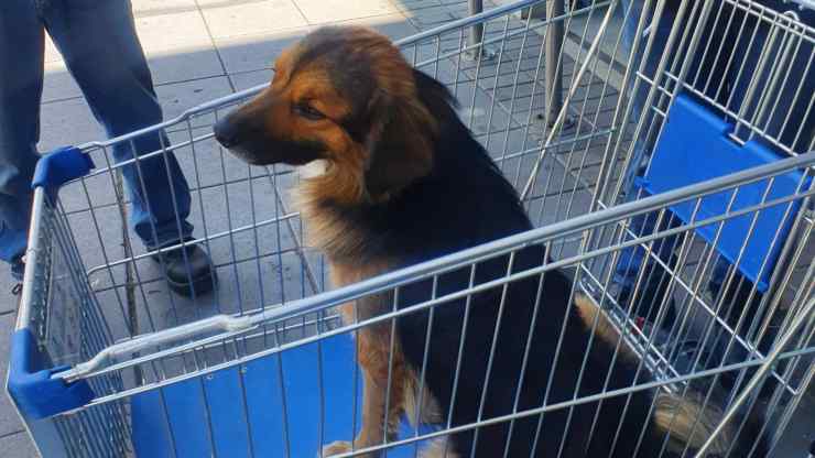 cane abbandonato (Foto Facebook)