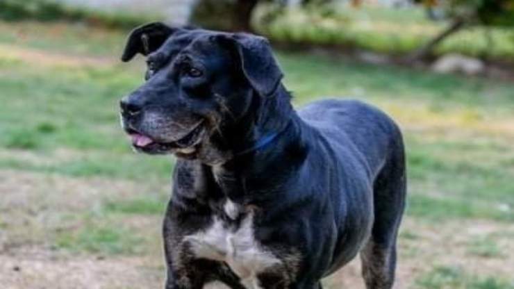 Cagnolina Onda (Foto Facebook)