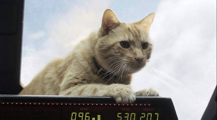 razza Gatto Nick Fury