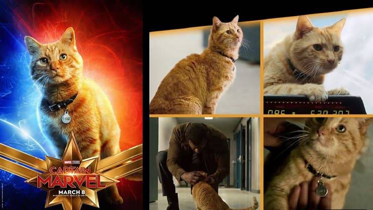 Gatto Nick Fury