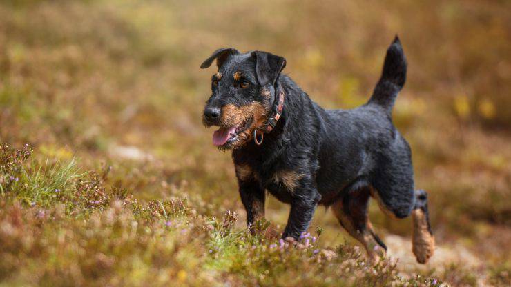 Razze compatibili col Deutscher jagdterrier