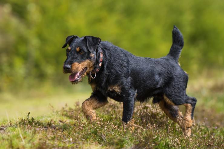 Deutscher jagdterrier