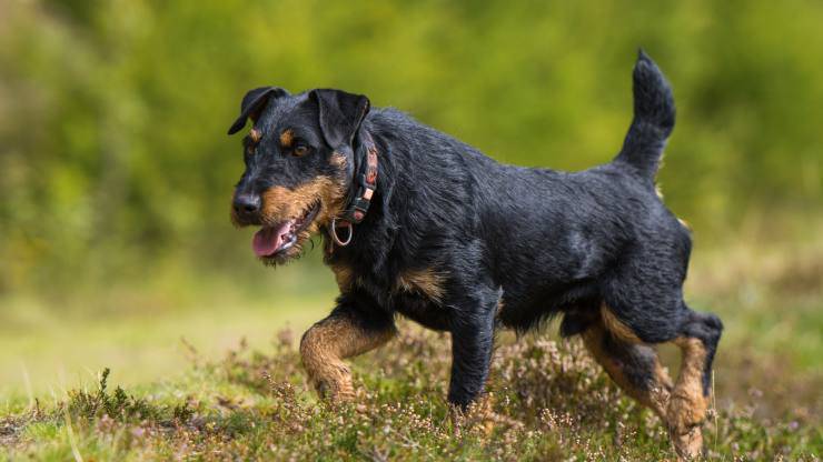 Cura del pelo del Deutscher Jagdterrier
