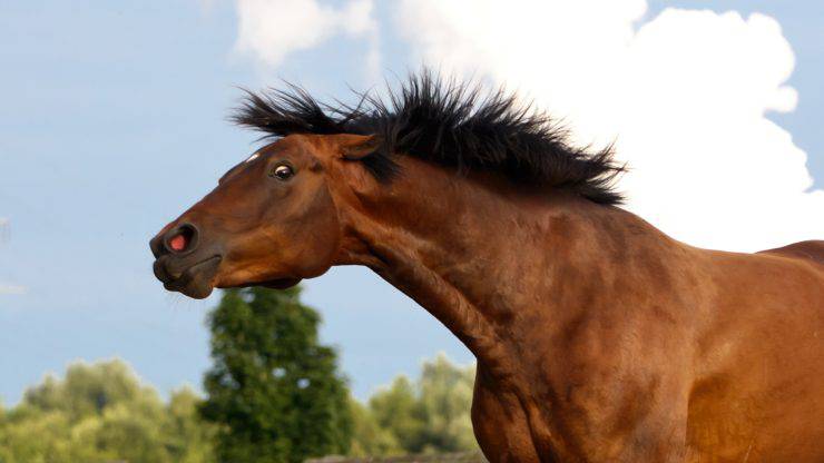 Come capire se il cavallo è arrabbiato Il cavallo è arrabbiato