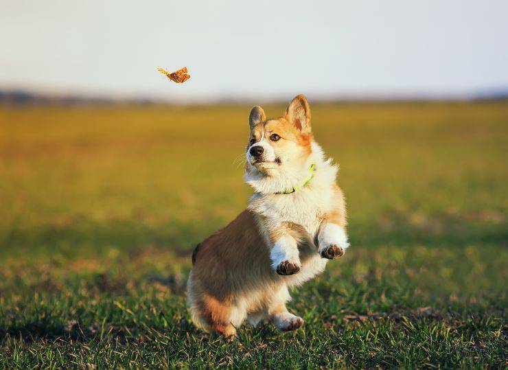 Cane che insegue una farfalla Il cane attacca gli insetti