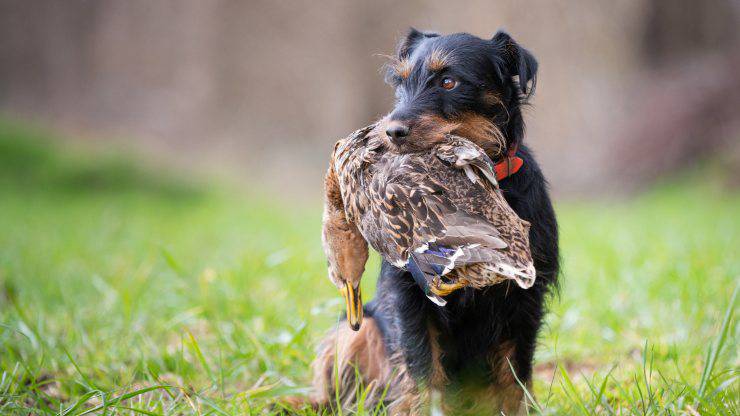 Tutto sulla dieta del Deutscher jagdterrier Alimentazione del Deutscher jagdterrier