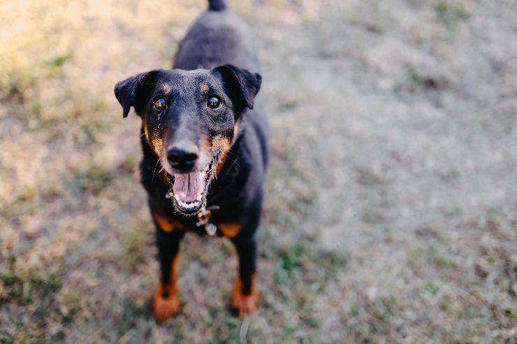 Deutscher jagdterrier