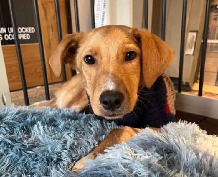Blondie nella sua casa adottiva (Screen Facebook)