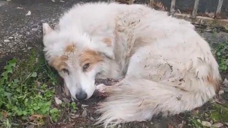 Cagnolina anziana ritrovata ferita (Screen video)