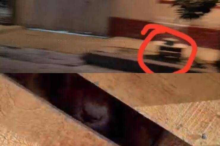 Cagnolina in gabbia (Screen video)