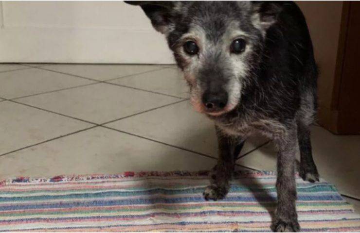 Cane Lucky abbandonato 23 anni