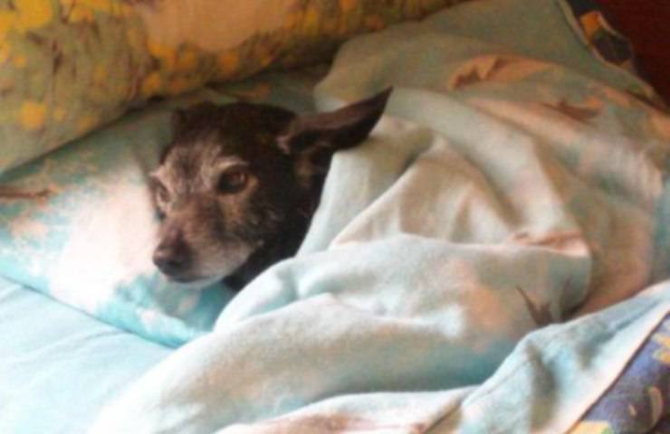 Cane Lucky abbandonato 23 anni