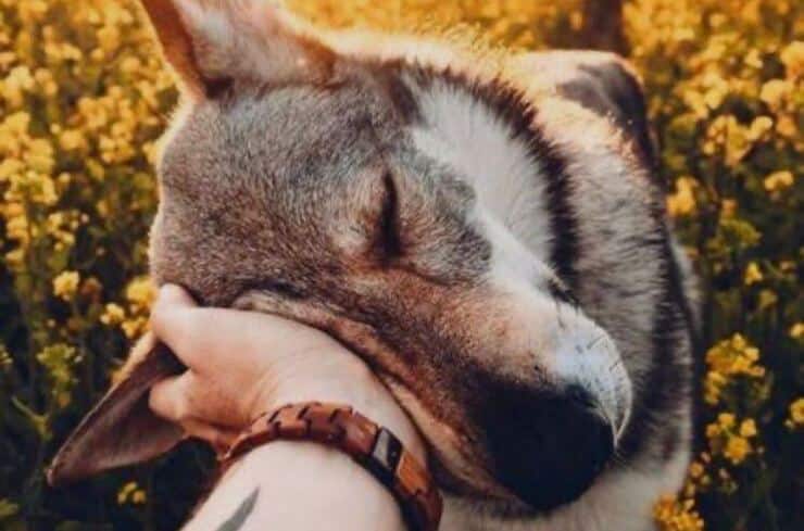 Carezza Cane (Screen Pinterest)