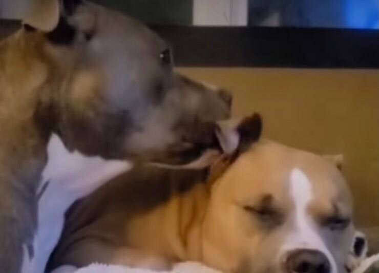 Doakes e Dexter (Screen video)