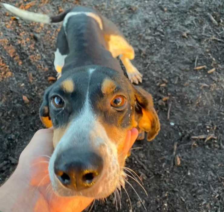 cane porta padrone cagnolina abbandonata
