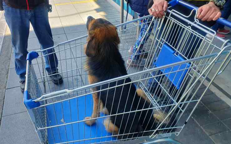 cane ignaro di tutto (Foto Twitter)