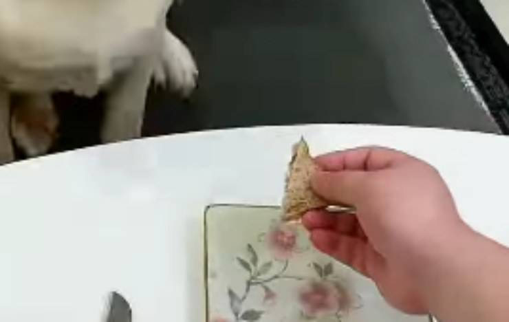Il pezzo di pane (Foto video)