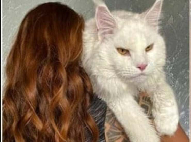 Kefir, gatto Maine Coon