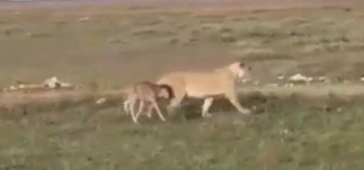 Leonessa e cucciolo di gnu (Screen video)