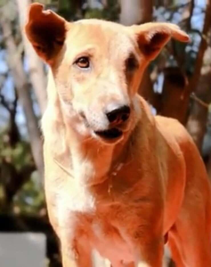 Penny finalmente felice (Screen video)