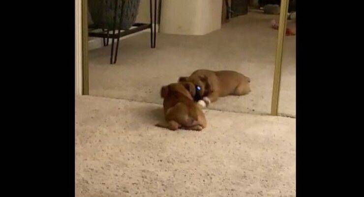Sabie Lynn (Screen video)