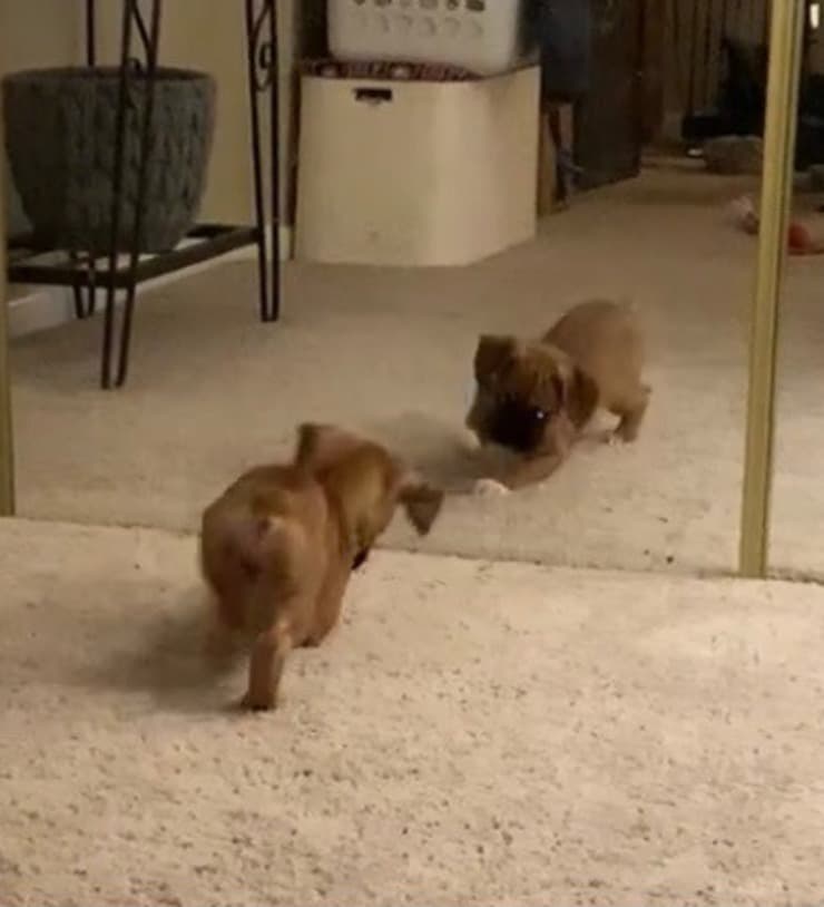Sabie Lynn per la prima volta vede il suo riflesso allo specchio (Screen video)