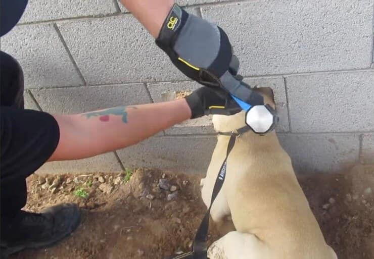 Salvataggio Buddy (Screen video)