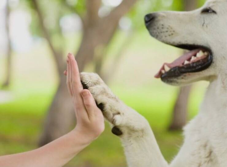 Zampetta cane (Screen Pinterest)