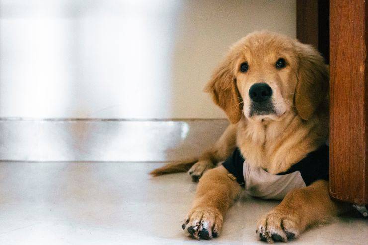 Il cane fa pipì sul pavimento