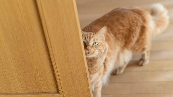 addestrare gatto a venire