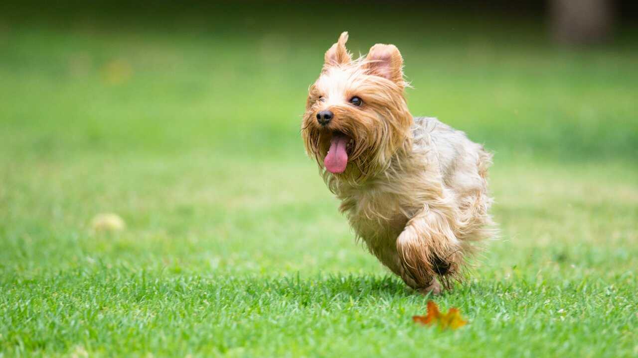 Cane che corre Il cane non risponde al richiamo