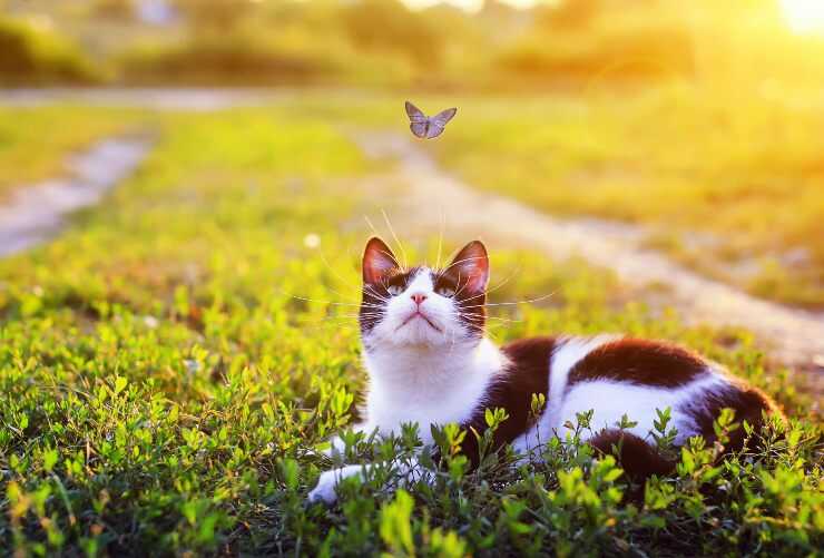 Gatto adagiato su un prato che osserva una farfalla che vola sopra la sua testa Il gatto attacca gli insetti