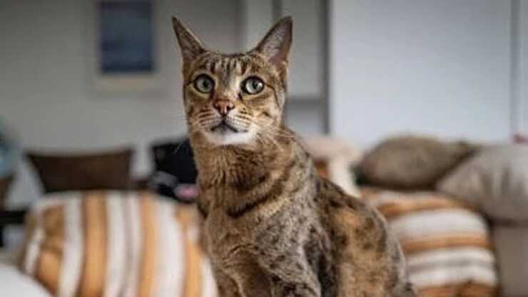 adottare-ashera-gatto_optimized