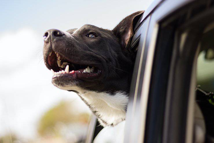 Perché il cane abbaia in auto Perché il cane abbaia in auto