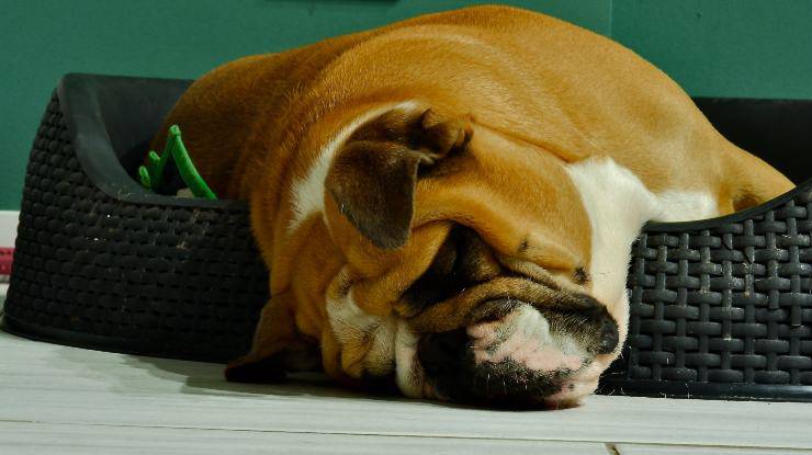 Perché non togliere l'acqua al cane di notte Perché non togliere l'acqua al cane di notte