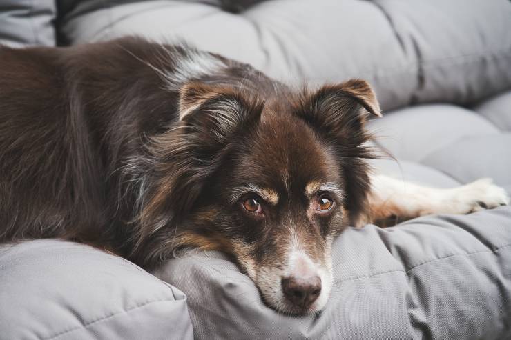 Fido riposa sul letto