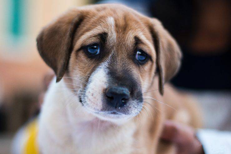 Leucopenia nel cane