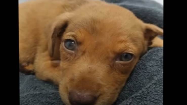 cane triste (Foto video)