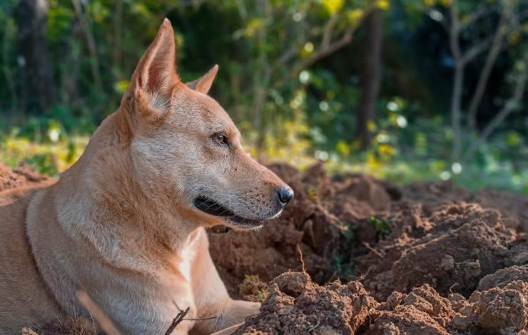 canaan dog