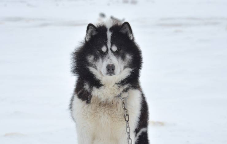Canadian Eskimo dog
