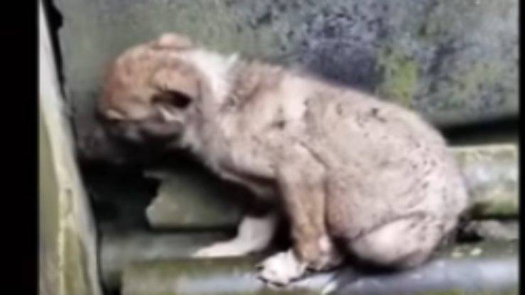 cagnolino abbandonato (Foto video)