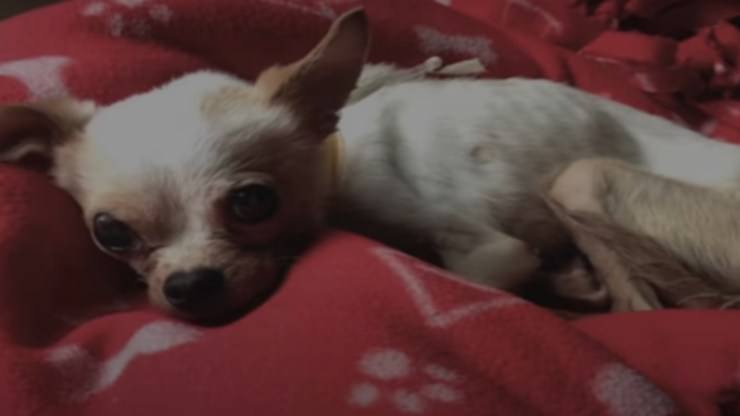 Cane triste (Foto video)